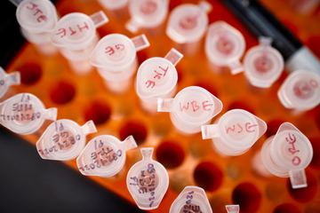 Hand-labelled sample tubes